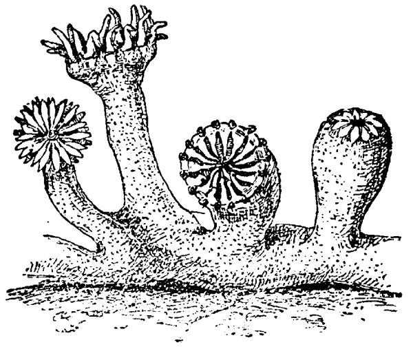 Актинии бесполое размножение