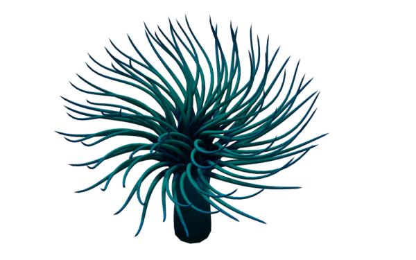 Актинии на прозрачном фоне