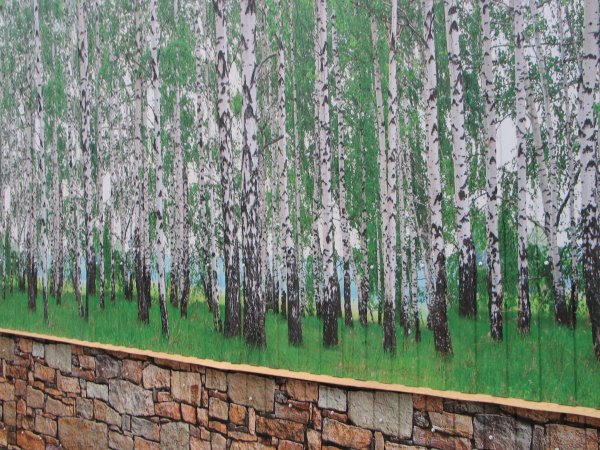 Фотосетка Березовая роща