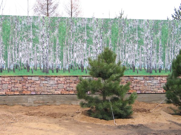 Профлист береза