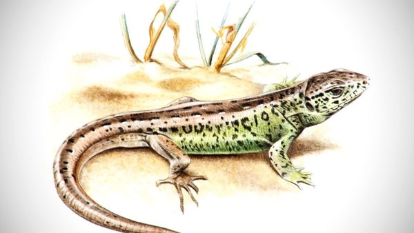 Крымский Тритон ящерица