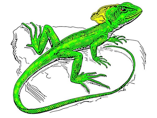 Ящерица картинка для детей