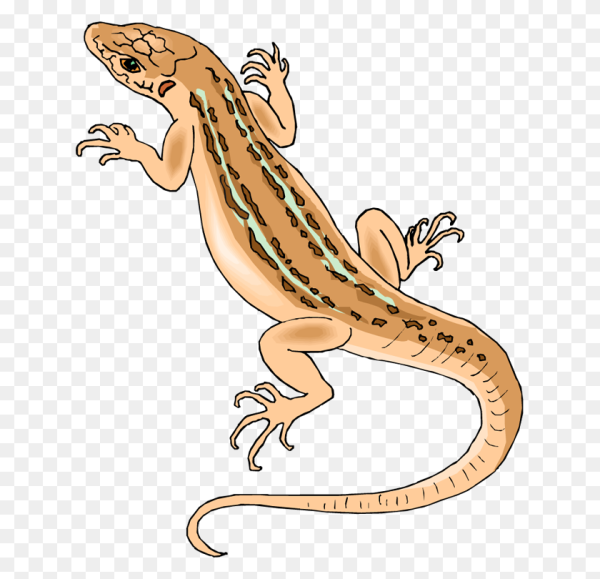 Ящерица для детей