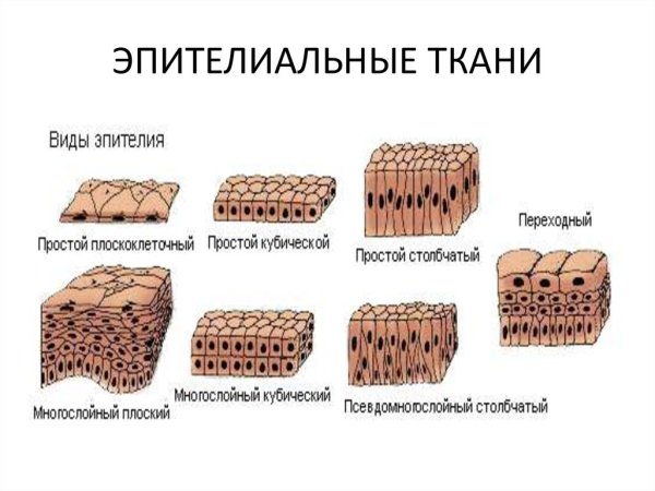 Строение эпителиальной ткани покровный эпителий