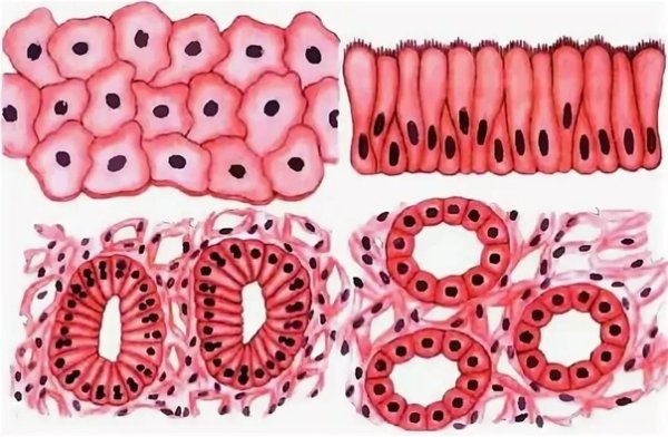 Эпителиальная ткань