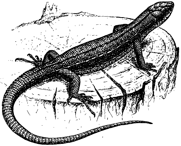 Ящерица рисунок карандашом