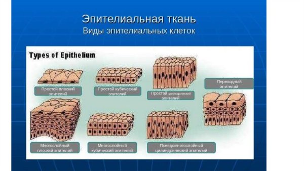 Многослойный плоский эпителий классификация