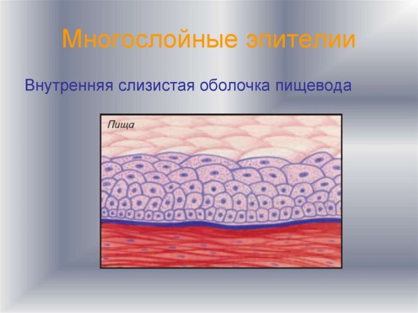 Многослойный плоский ороговевающий эпителий строение