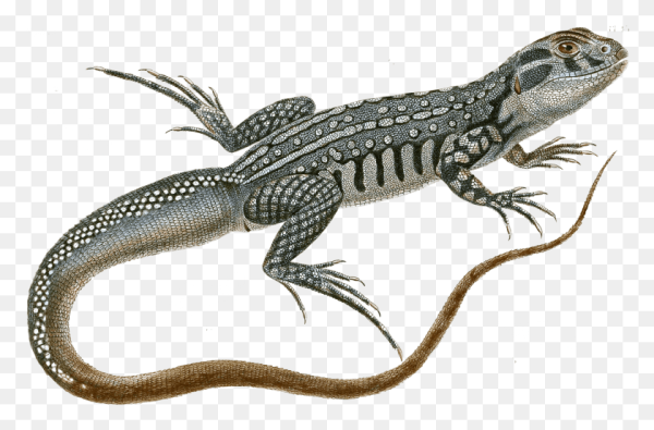 Ящерица для детей