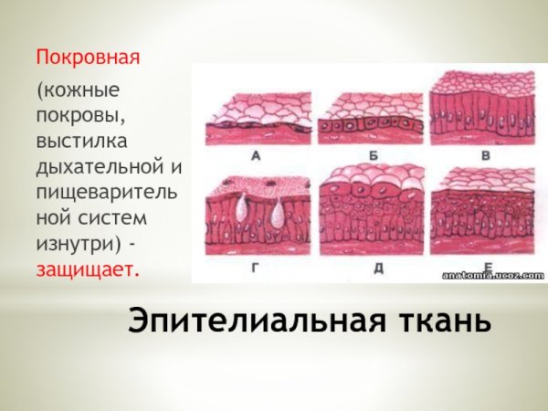 Эпителиальная ткань пищеварительная система