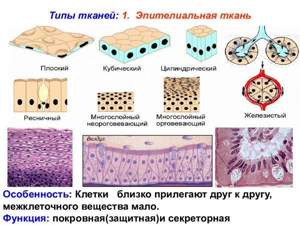 Эпителиальная ткань однослойный плоский