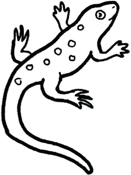 Ящерица эублефар раскраска