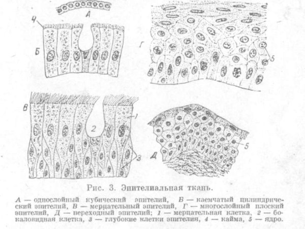 Строение эпителиальной ткани анатомия