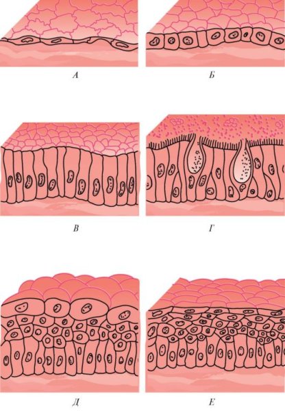 Однослойный плоский эпителий
