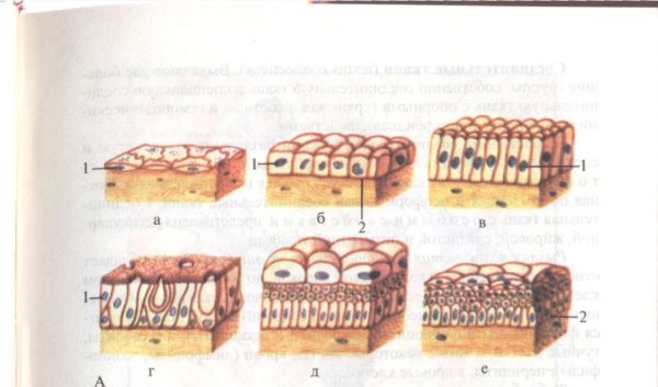 Рис 13 эпителиальные ткани