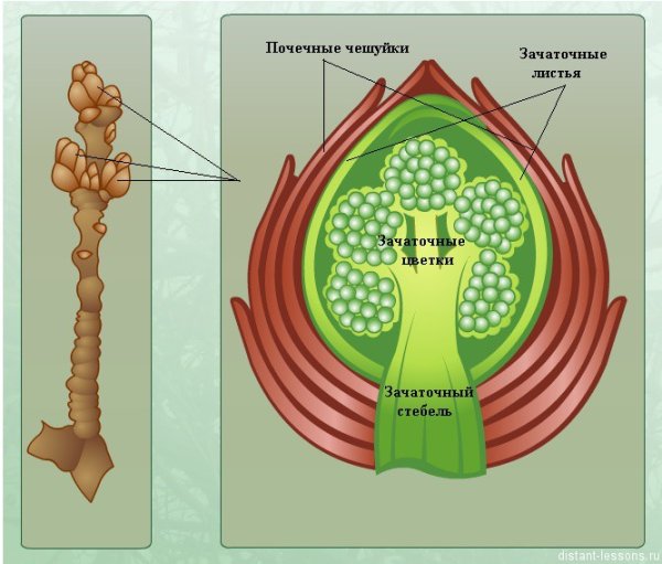 Генеративная Цветочная почка