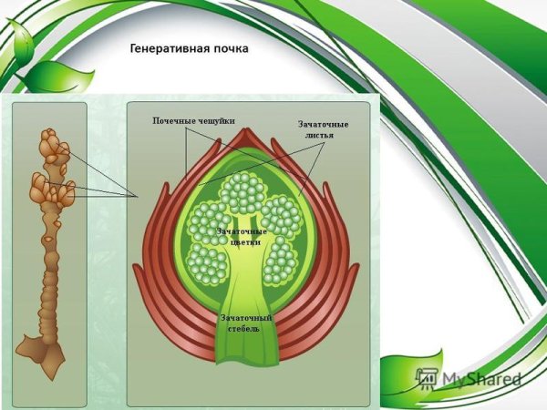 Строение генеративной почки