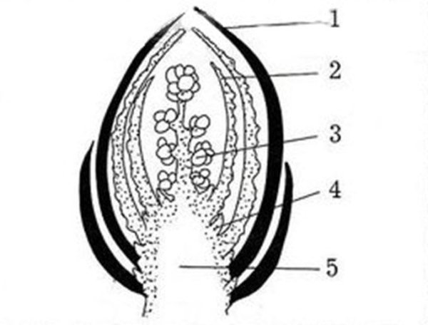 Строение вегетативной почки растения