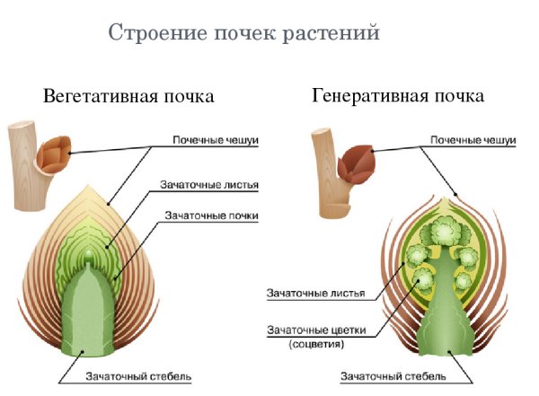 Строение генеративной почки растения