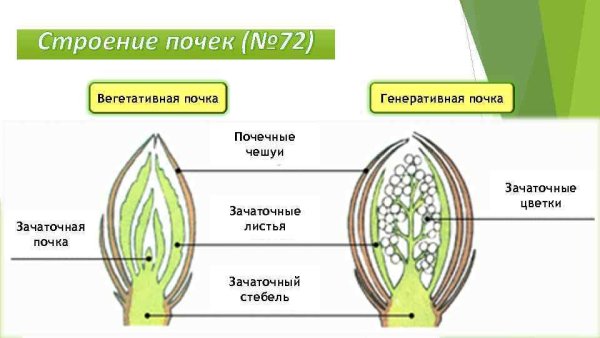 Вегетативная почка и генеративная почка