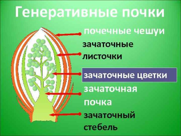 Строение вегетативной и генеративной почки