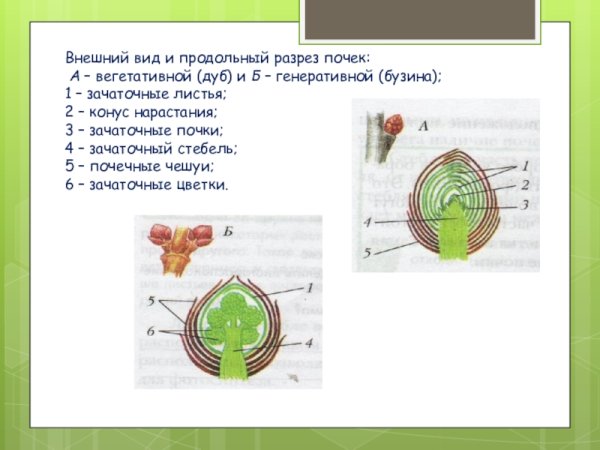 Строение листовой почки 6