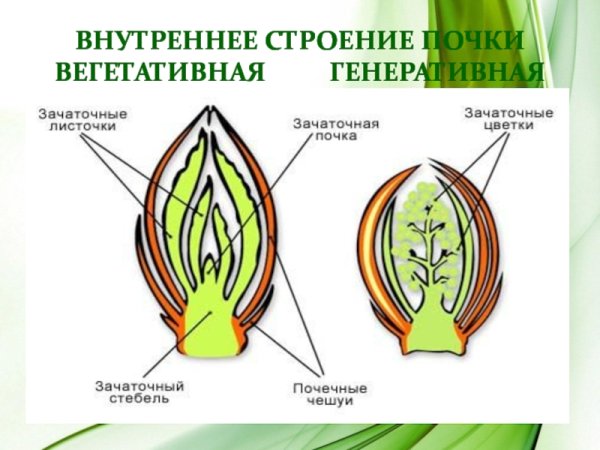 Генеративная почка почечная чешуя