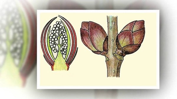 Генеративная почка это в биологии 6 класс