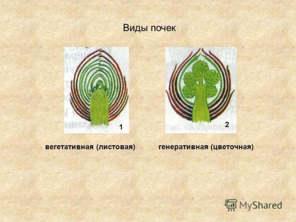 Строение вегетативной почки и генеративной почки 6