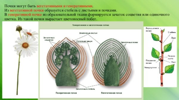 Вегетативная и генеративная почка