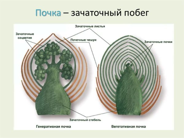 Вегетативная почка это в биологии 6 класс