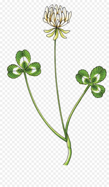 Корень у клевера альпийского