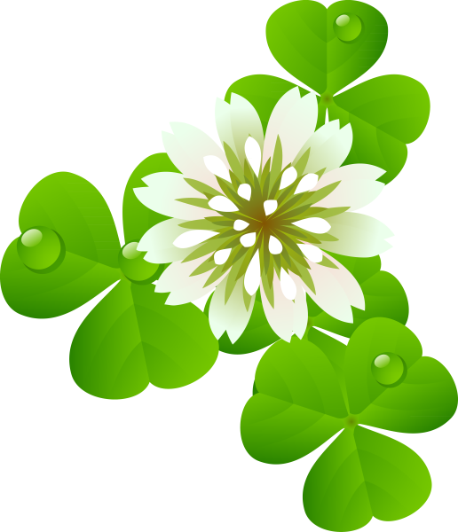 Клевер четырехлистник