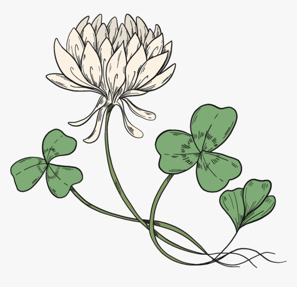 Четырехлистный Клевер Shamrock