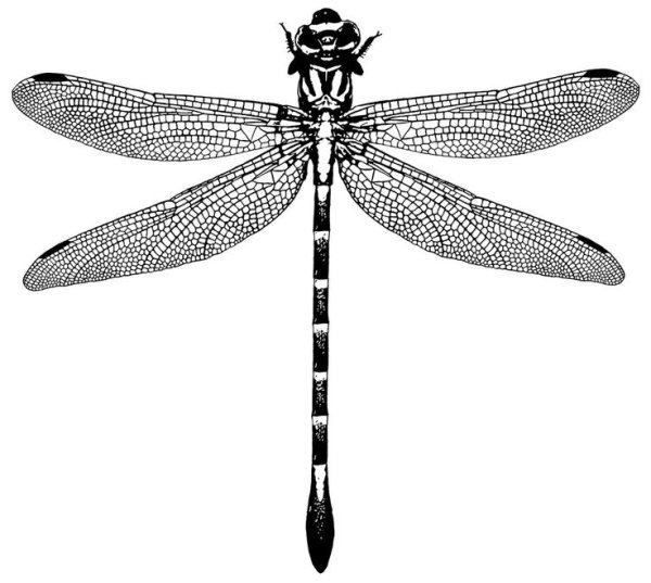 Стилизованные Стрекозы