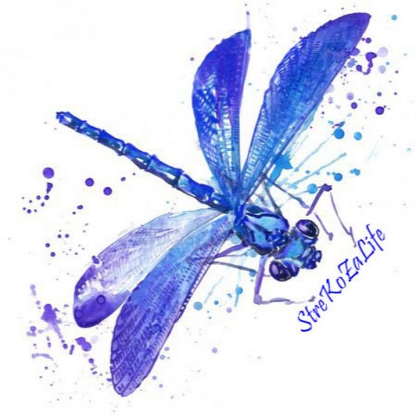 Синяя Стрекоза на белом фоне