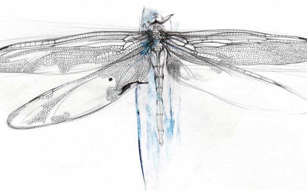 Стрекоза акварель эскиз