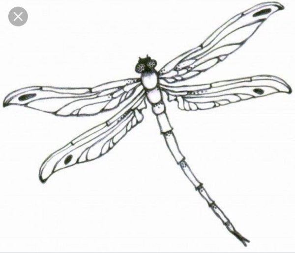 Стрекозы нимфа контур
