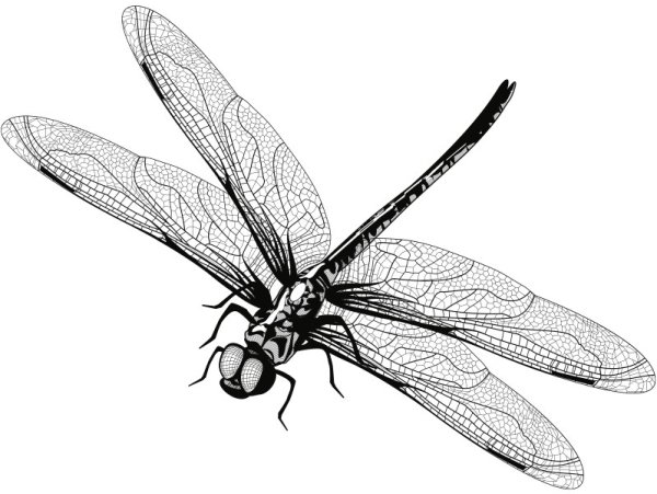 Стрекоза рисунок реалистичный