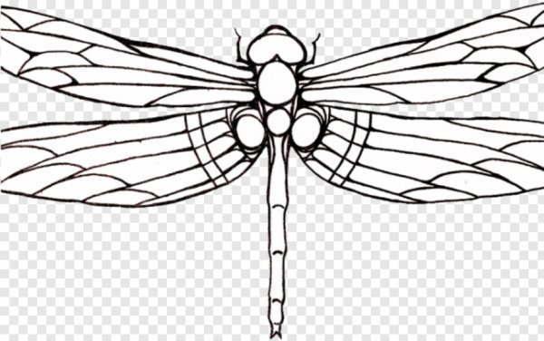 Dragonfly outline