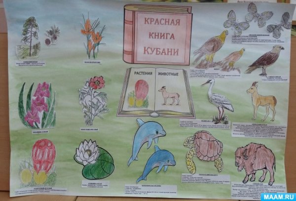 Рисунки животных красной книги