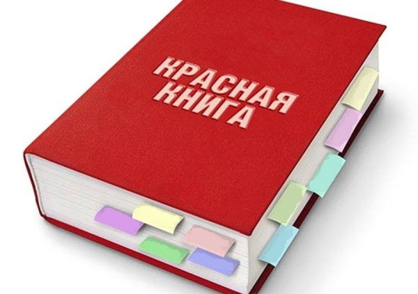 Красная книга обложка