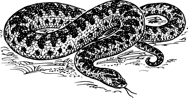 Змея Анаконда пресмыкающиеся