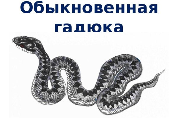 Обыкновенная гадюка для детей