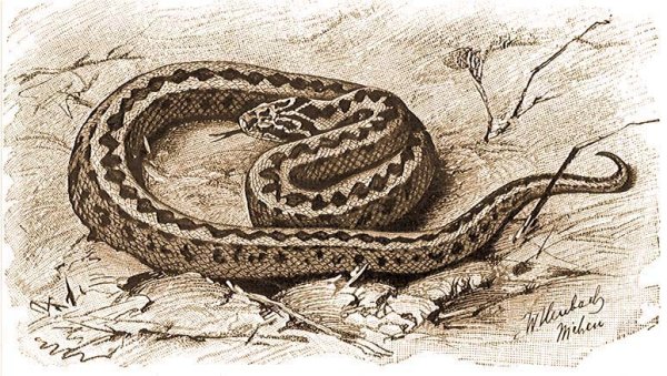 Гадюка обыкновенная рисунок