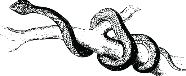 Гадюка обыкновенная рисунок