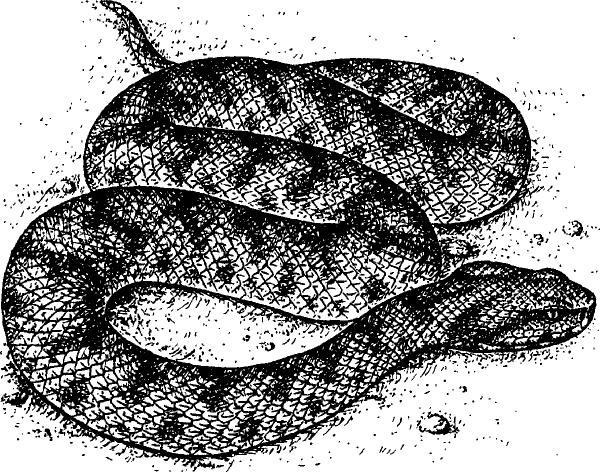 Гадюка обыкновенная рисунок