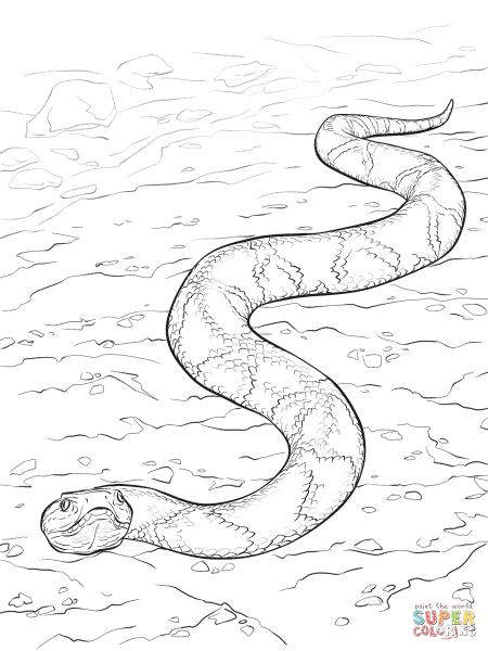 Обыкновенная медянка раскраска