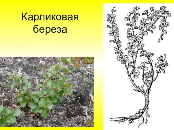 Карликовая береза и карликовая Ива