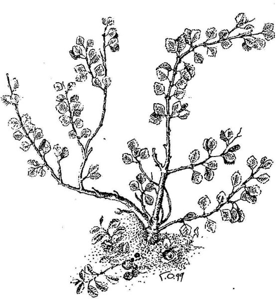 Берёза карликовая